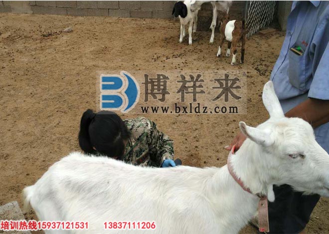 臨沂市益群羊場(chǎng)引進(jìn)博祥來(lái)羊用B超培訓現場(chǎng)
