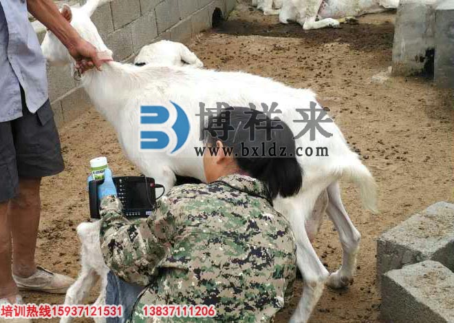 臨沂市益群羊場(chǎng)引進(jìn)博祥來(lái)羊用B超培訓現場(chǎng)