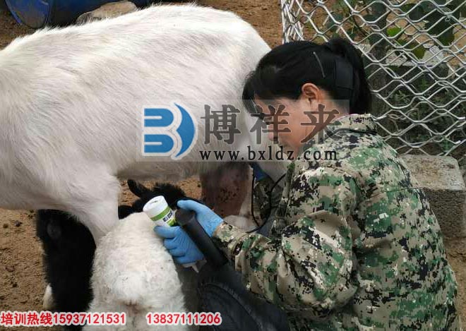 臨沂市益群羊場(chǎng)引進(jìn)博祥來(lái)羊用B超培訓現場(chǎng)
