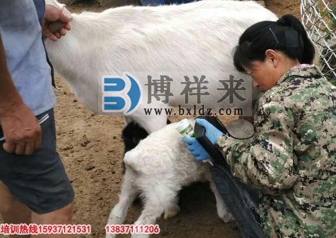 臨沂市益群羊場(chǎng)引進(jìn)博祥來(lái)羊用B超培訓現場(chǎng)