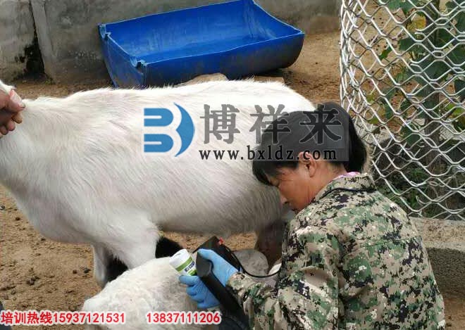 臨沂市益群羊場(chǎng)引進(jìn)博祥來(lái)羊用B超培訓現場(chǎng)