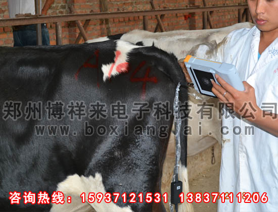 牛用B超培訓現場(chǎng)