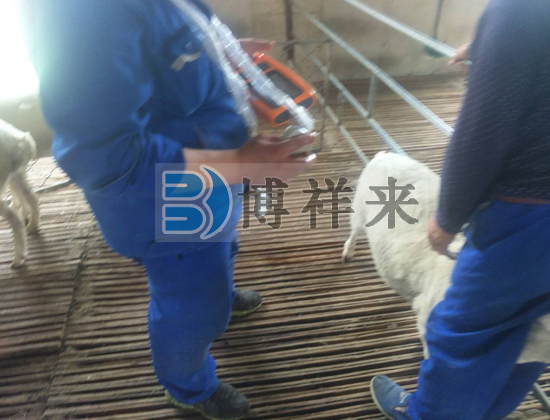 羊用B超儀BXL-M5羊場(chǎng)使用案例