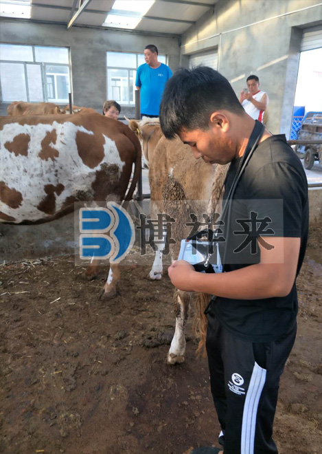 肉牛場(chǎng)用B超測孕儀