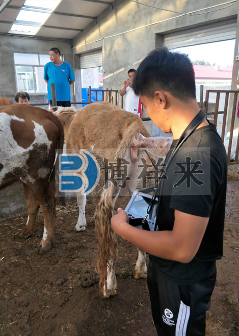 肉牛場(chǎng)用B超培訓學(xué)習