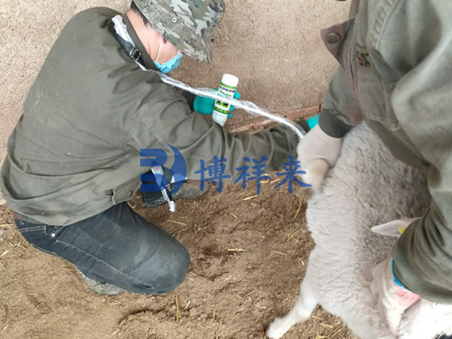 高清羊用B超測孕儀